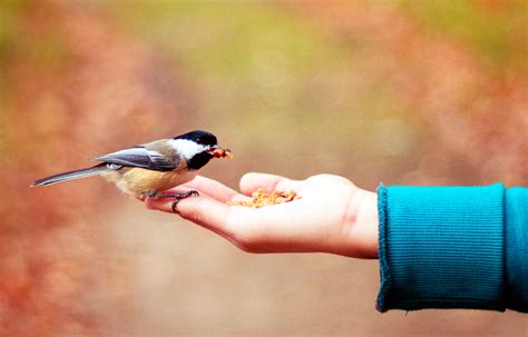 A Bird in the Hand .
